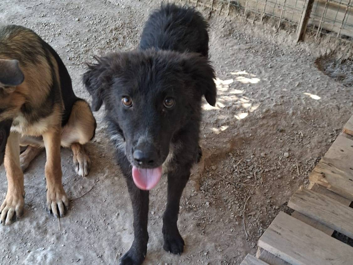 Adozione cane, femmina, Razza sconosciuta Razza sconosciuta, 8 mesi, taglia media, Lodi