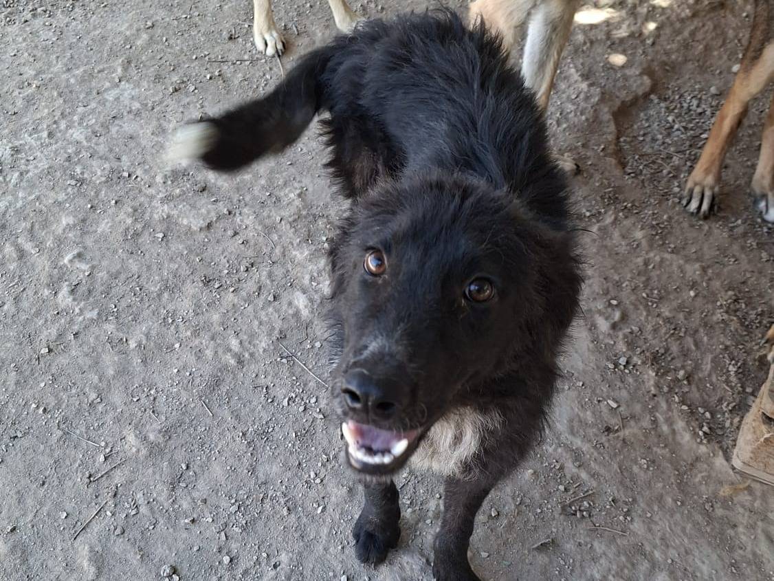 Adotta un cane, femmina, 8 mesi, Lodi