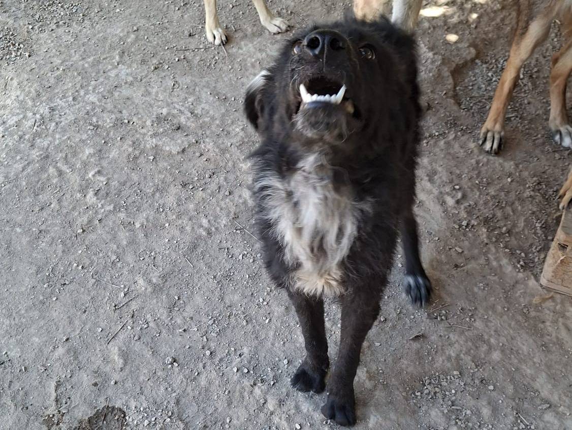 Adotta un cane, taglia media, femmina, Lodi