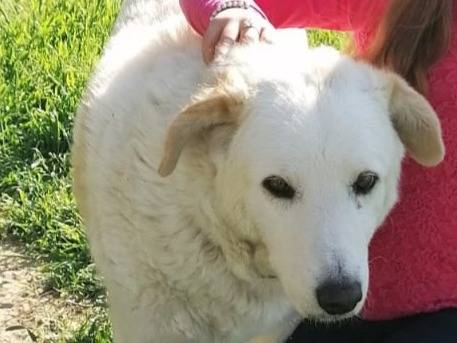 Adotta un cane, femmina, 16 anni e 8 mesi, Rimini