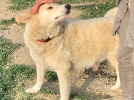 Adotta un cane, taglia gigante, femmina, Rimini