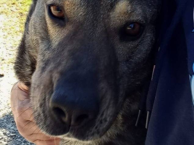 Adotta un cane, maschio, 8 anni e 3 mesi, Pavia