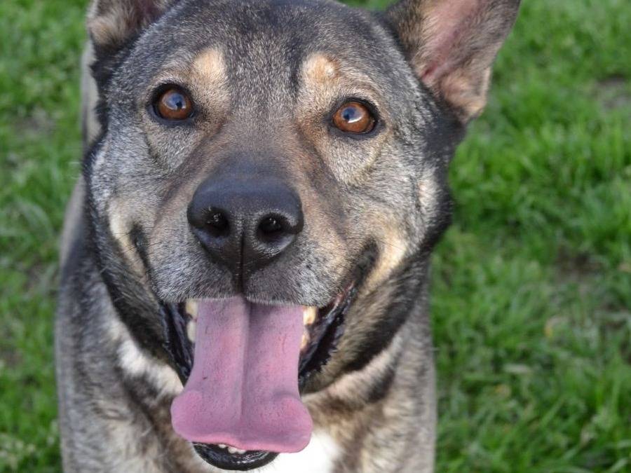 Adotta un cane, taglia grande, maschio, Pavia