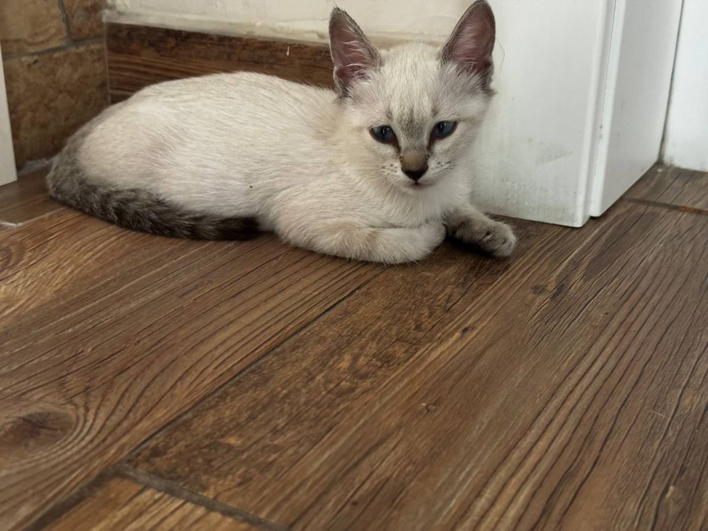 Adotta un gatto, maschio, 2 mesi, Taranto