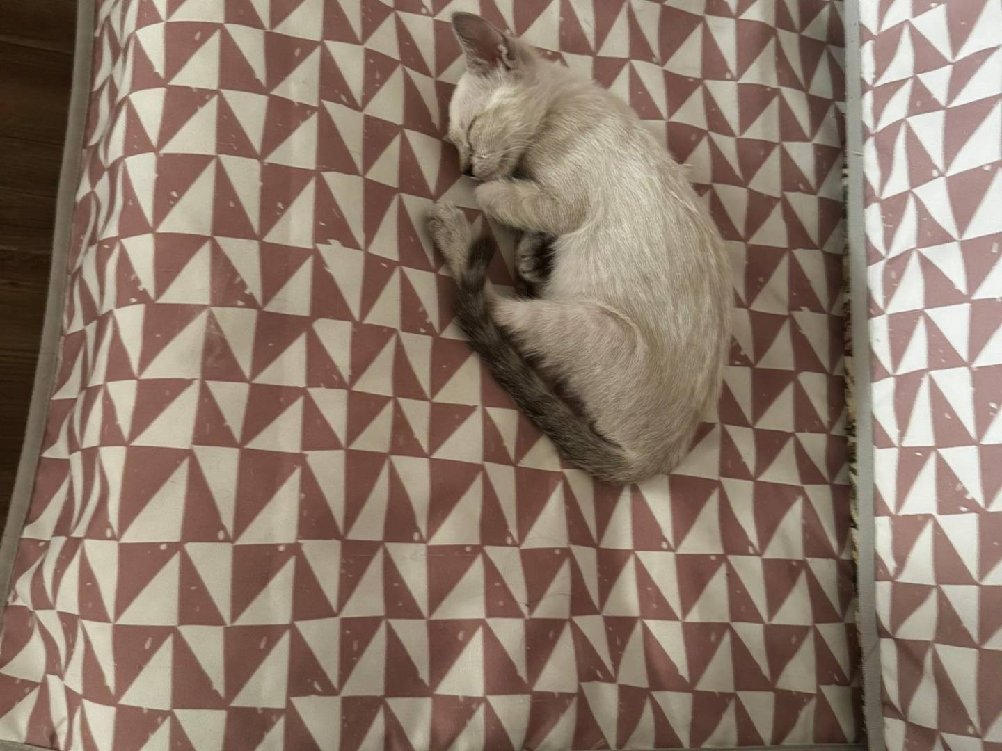 Adotta un gatto, taglia non valida, maschio, Taranto