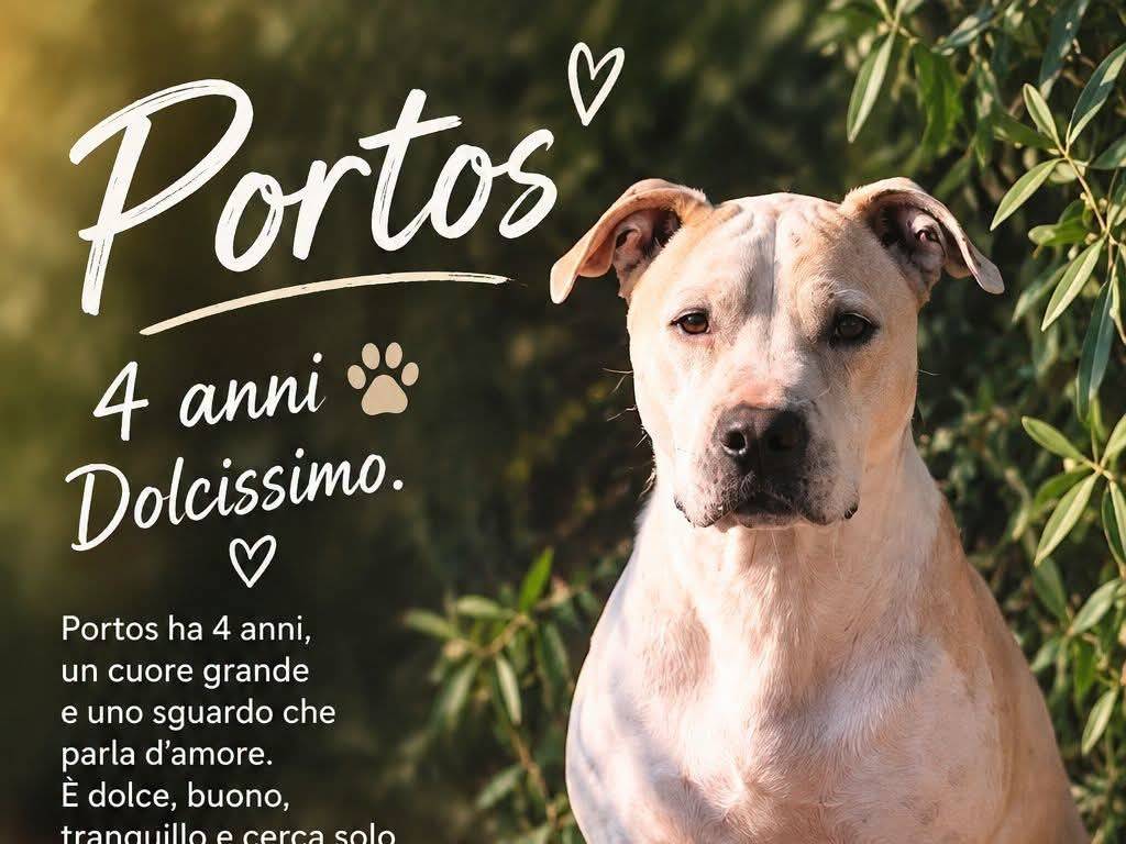 Adozione cane, maschio, Pitbull Razza sconosciuta, 4 anni, taglia gigante, Vibo