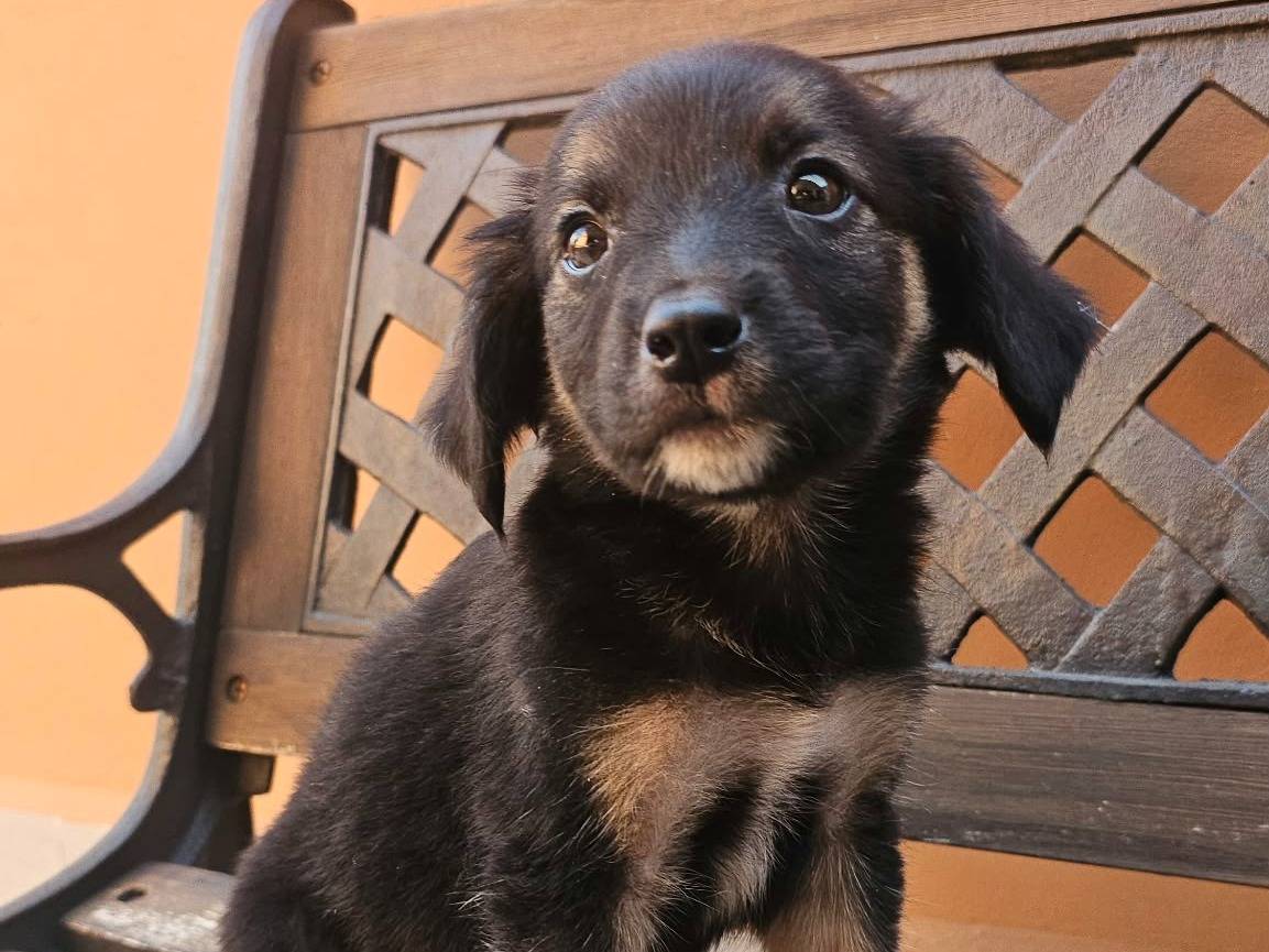 Adozione cane, femmina, Razza sconosciuta Razza sconosciuta, 2 mesi, taglia media, Caserta