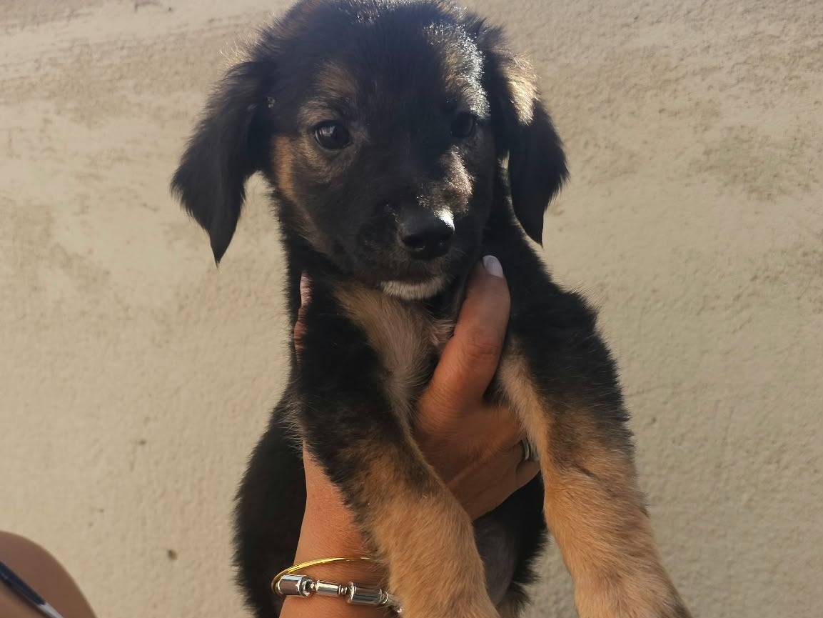 Adotta un cane, femmina, 2 mesi, Caserta