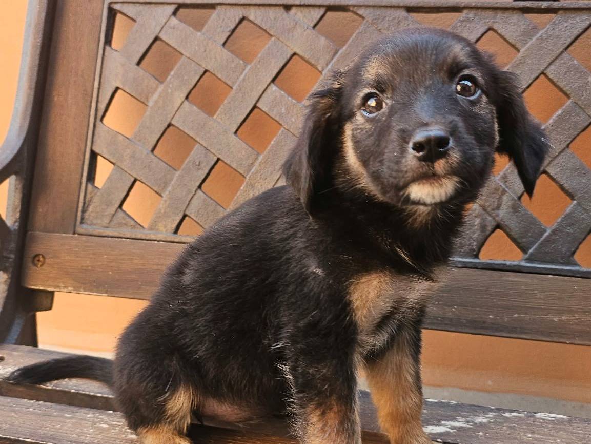 Adotta un cane, taglia media, femmina, Caserta