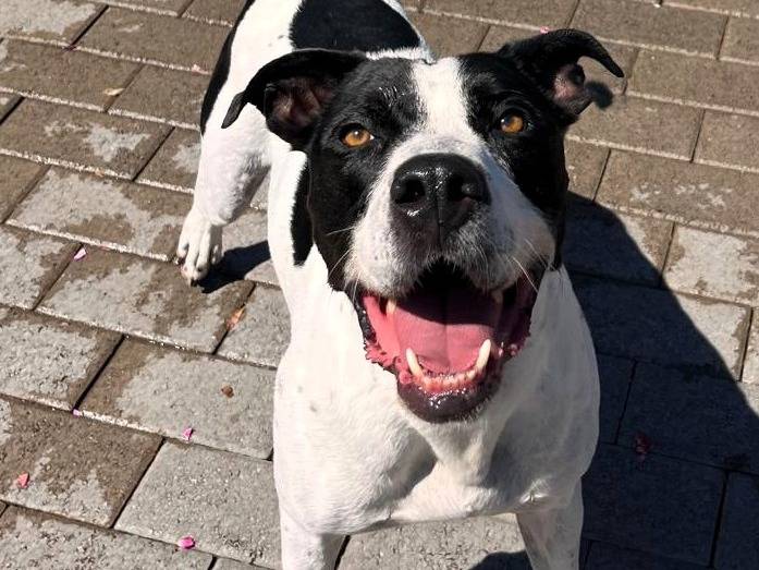 Adozione cane, maschio, Razza sconosciuta Razza sconosciuta, 5 anni e 8 mesi, taglia media, Milano