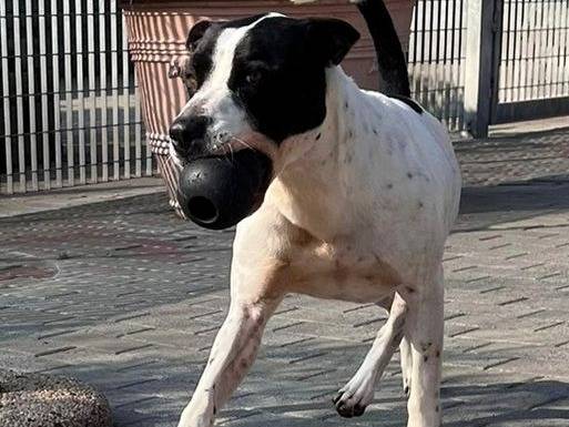 Adotta un cane, maschio, 5 anni e 8 mesi, Milano