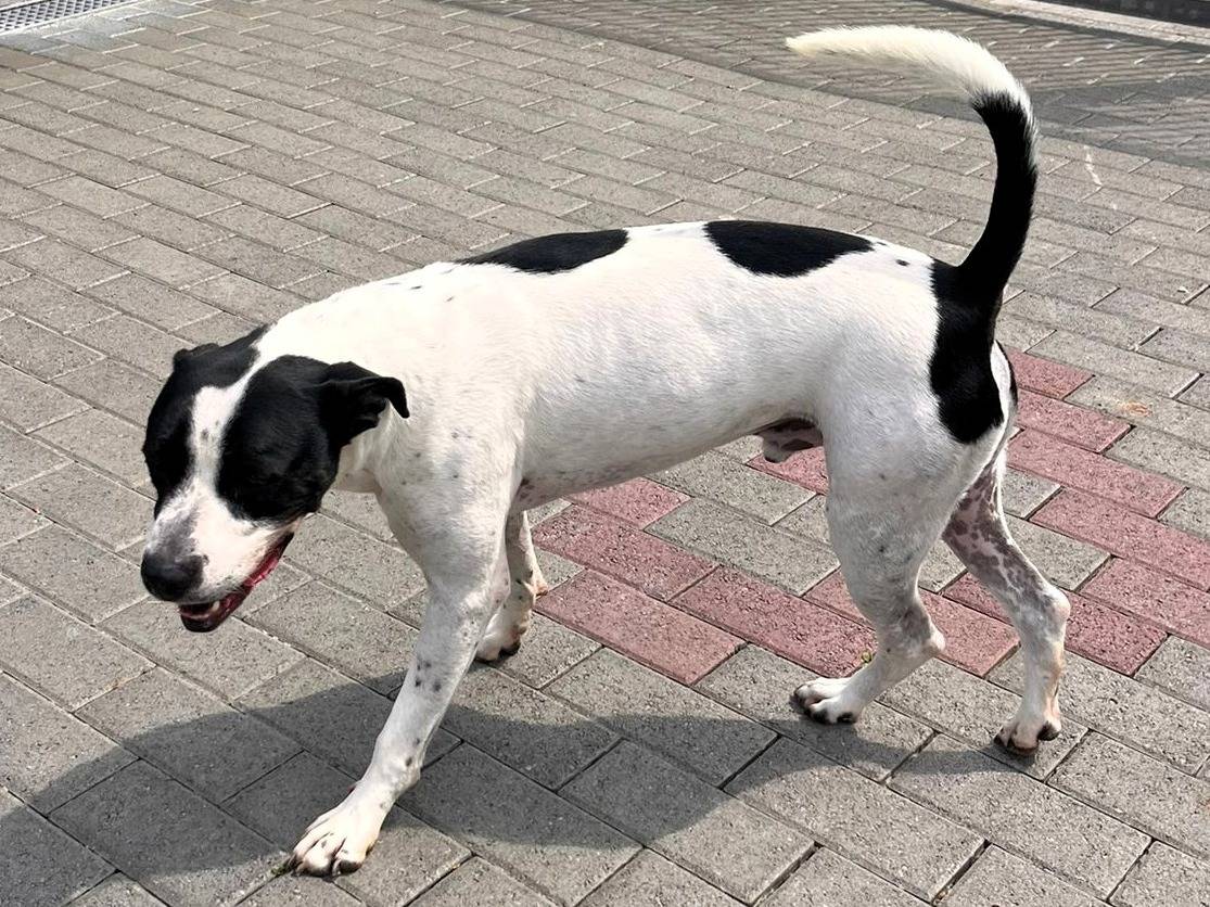 Adotta un cane, taglia media, maschio, Milano