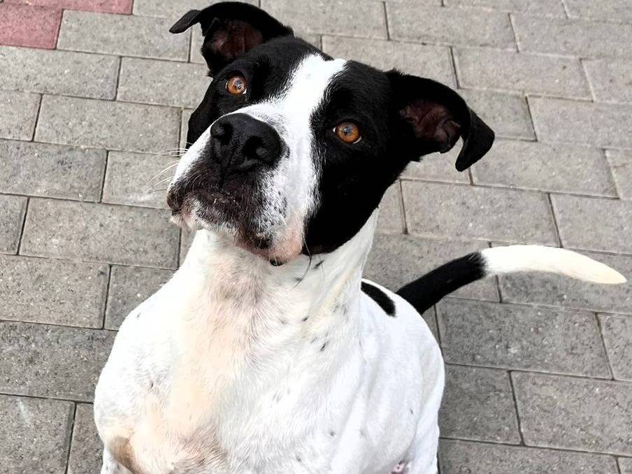 Vuoi adottare un cane a Milano?
