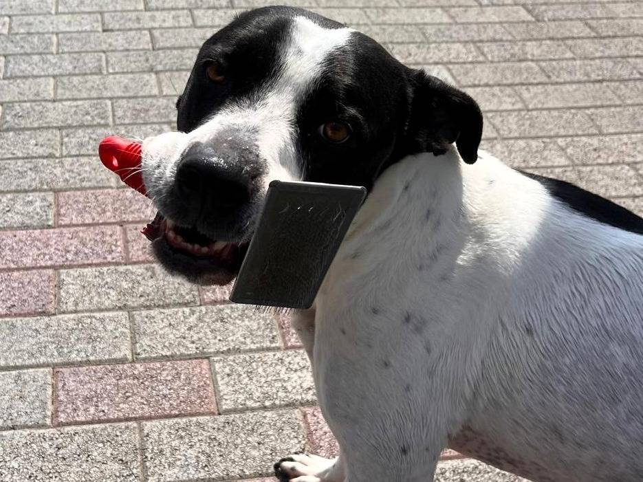 Adotta il cane BLACK a Milano
