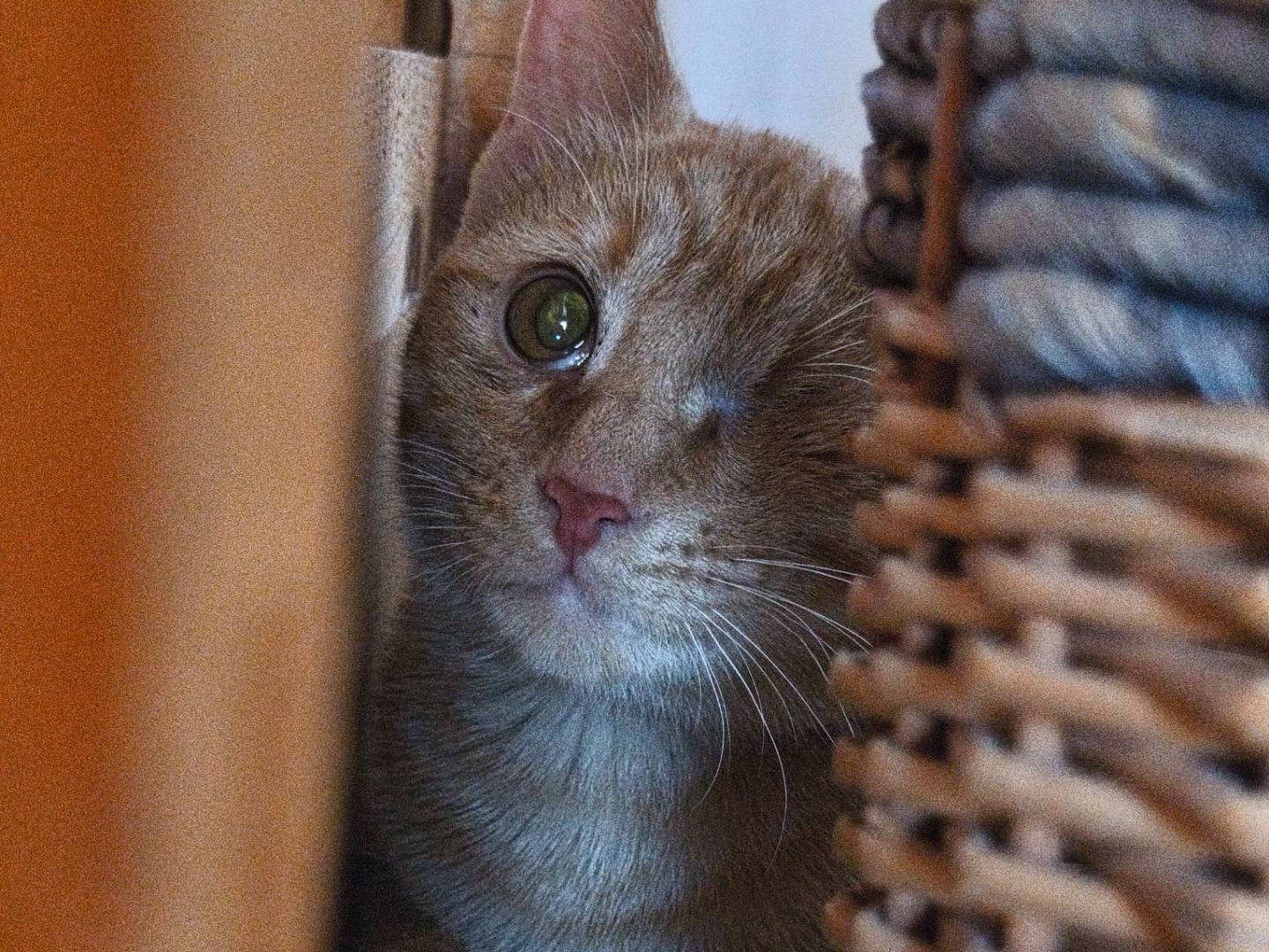 Adotta un gatto, maschio, 5 mesi, Bari