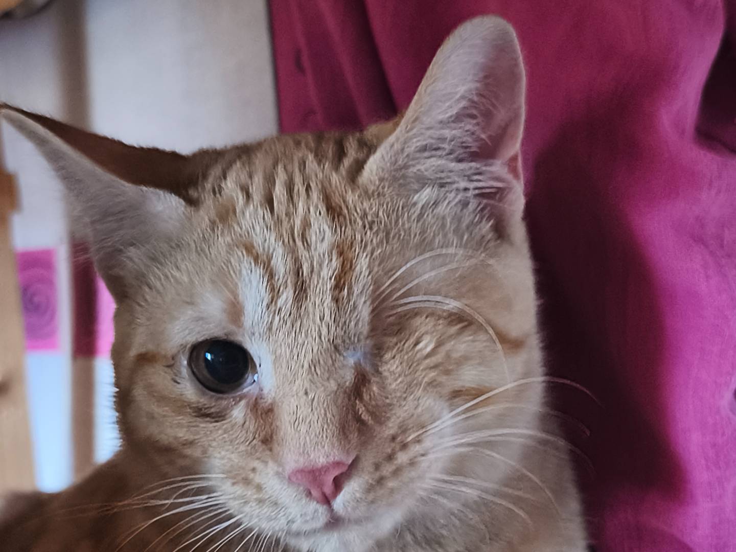 Adotta un gatto, taglia non valida, maschio, Bari