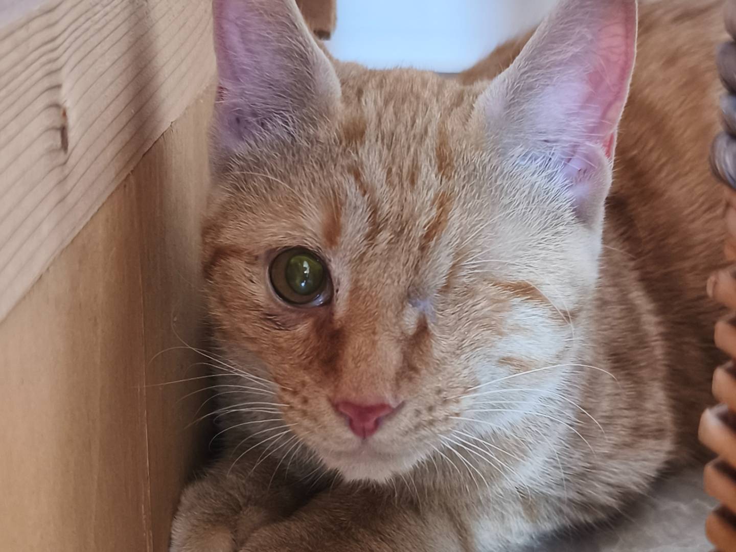 Vuoi adottare un gatto a Bari?