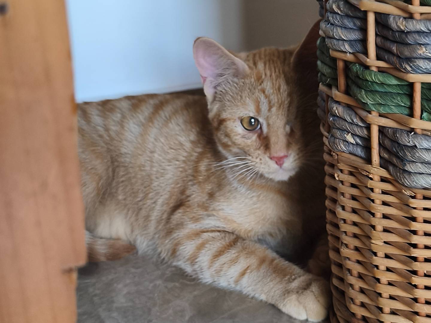 Adotta il gatto Cupido  a Bari