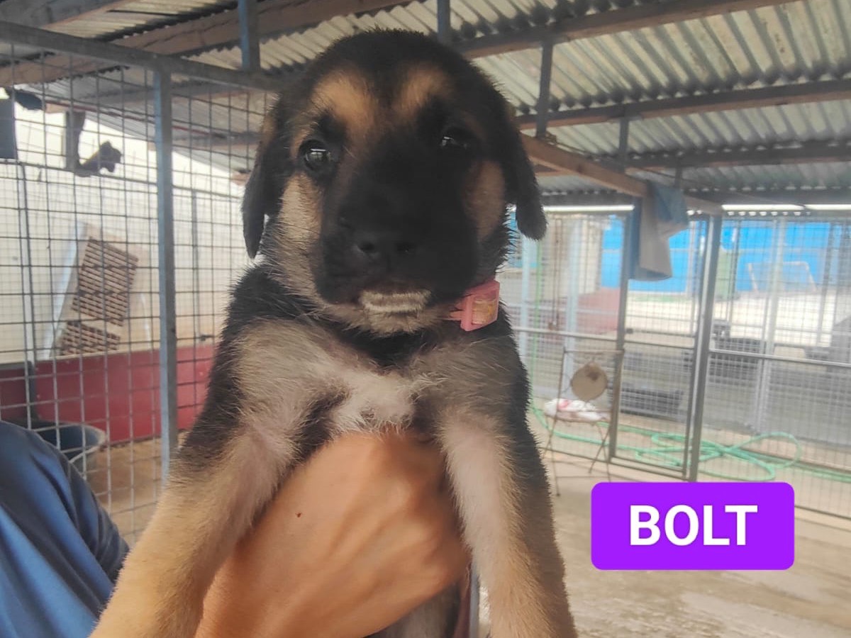 Adozione cane, maschio, Pastore tedesco Razza sconosciuta, 1 mese, taglia grande, Vibo