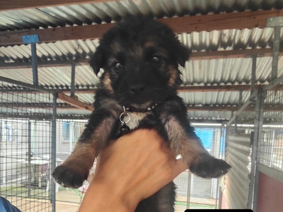 Adozione cane, maschio, Pastore tedesco Razza sconosciuta, 1 mese, taglia grande, Vibo