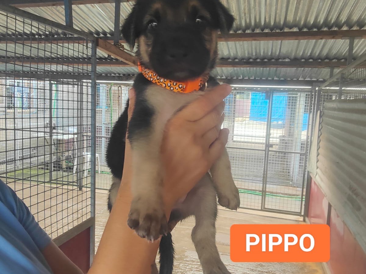 Adozione cane, maschio, Pastore tedesco Razza sconosciuta, 1 mese, taglia grande, Vibo