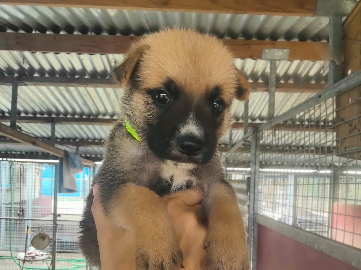Adozione cane, maschio, Pastore tedesco Razza sconosciuta, 1 mese, taglia grande, Vibo