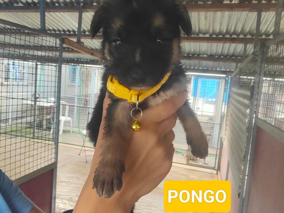 Adozione cane, maschio, Pastore tedesco Razza sconosciuta, 1 mese, taglia grande, Vibo