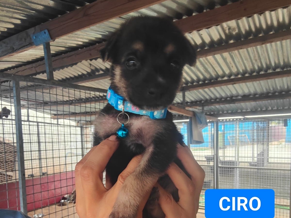 Adozione cane, maschio, Pastore tedesco Razza sconosciuta, 1 mese, taglia grande, Vibo
