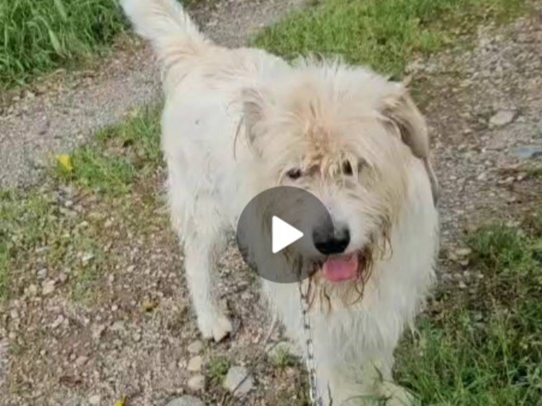 Vuoi adottare un cane a Novara?