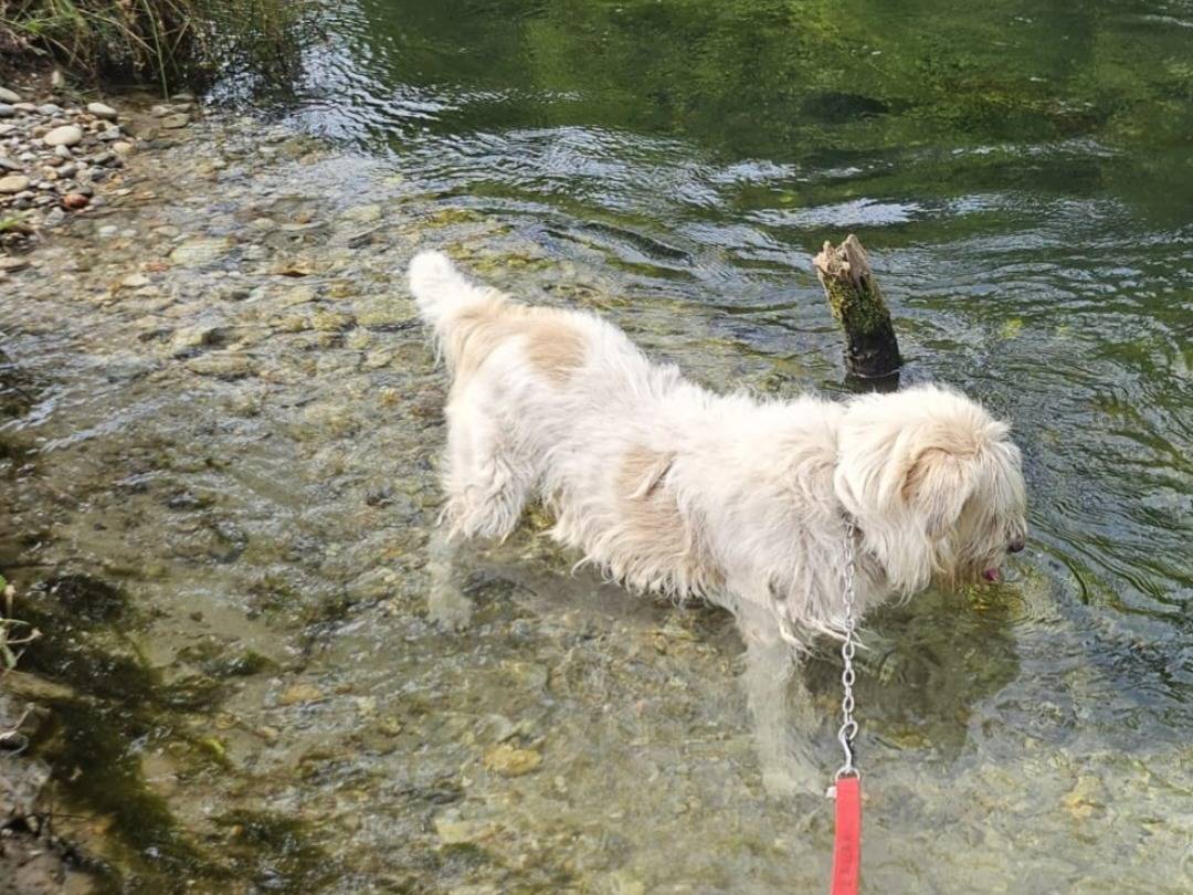 Adotta il cane Orlando a Novara