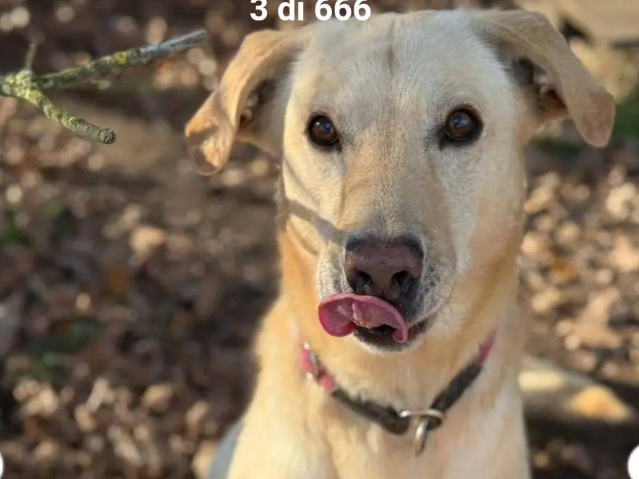 Adozione cane, maschio, Razza sconosciuta Razza sconosciuta, 4 anni e 6 mesi, taglia media contenuta, Milano