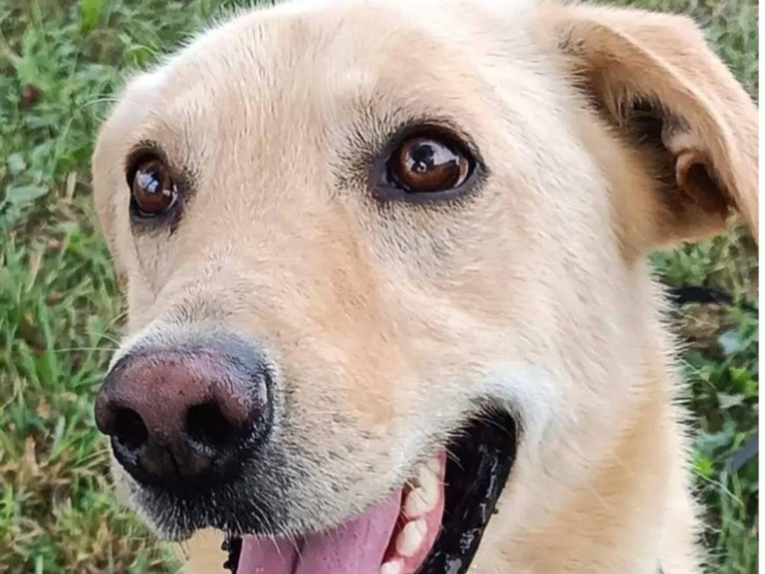 Adotta un cane, maschio, 4 anni e 6 mesi, Milano