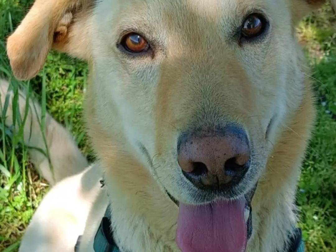 Adotta un cane, taglia media contenuta, maschio, Milano
