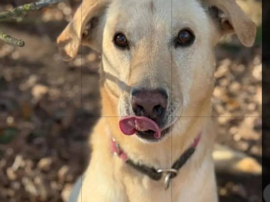 Vuoi adottare un cane a Milano?