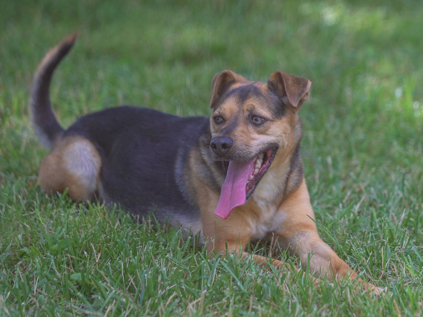 Vuoi adottare un cane a Milano?