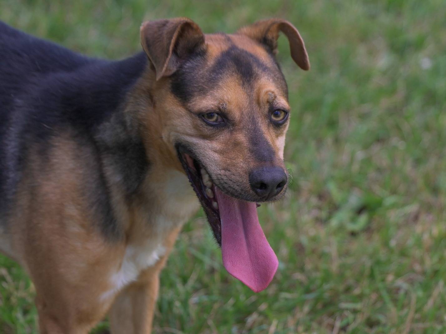 Adotta un cane, maschio, 5 anni, Milano