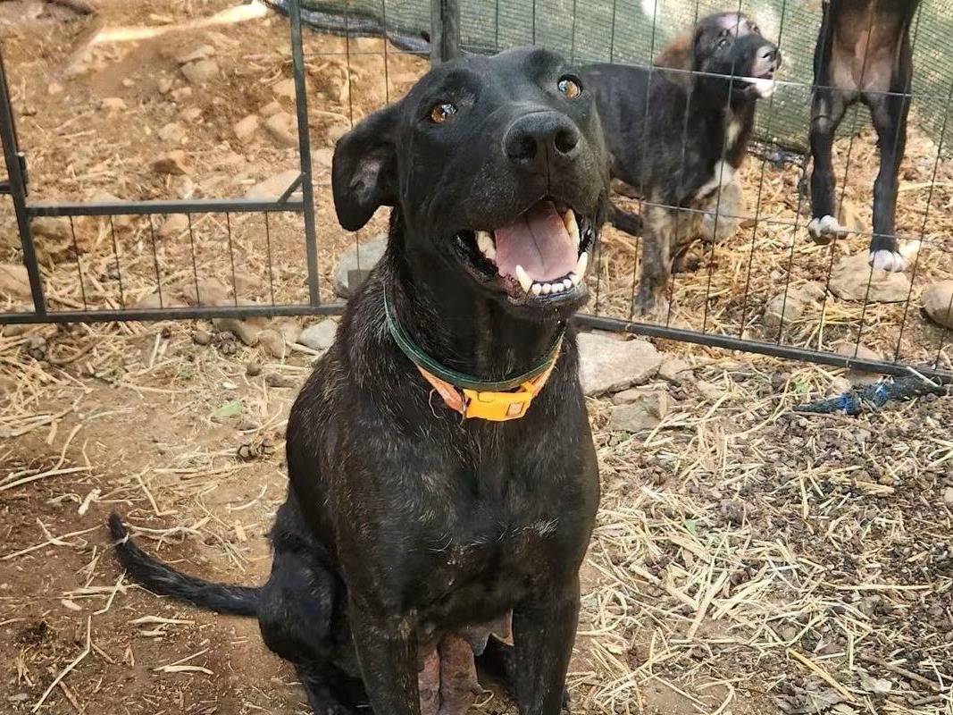 Adotta un cane, femmina, 3 anni e 5 mesi, Cosenza
