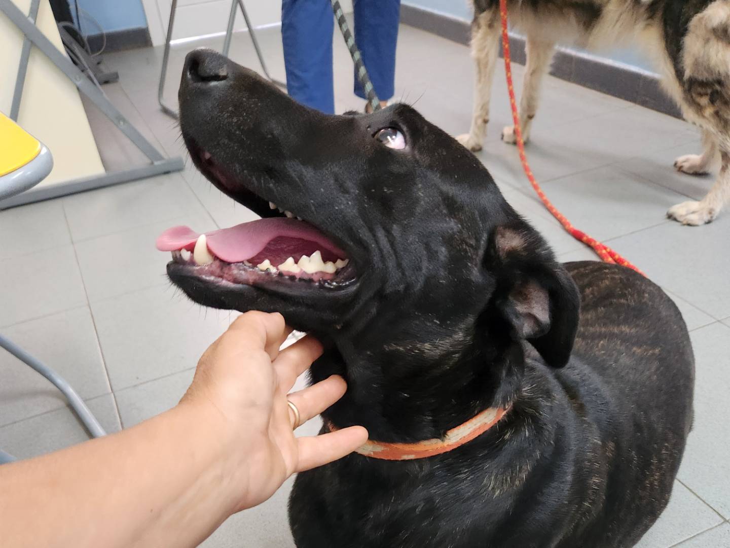 Adotta un cane, taglia grande, femmina, Cosenza