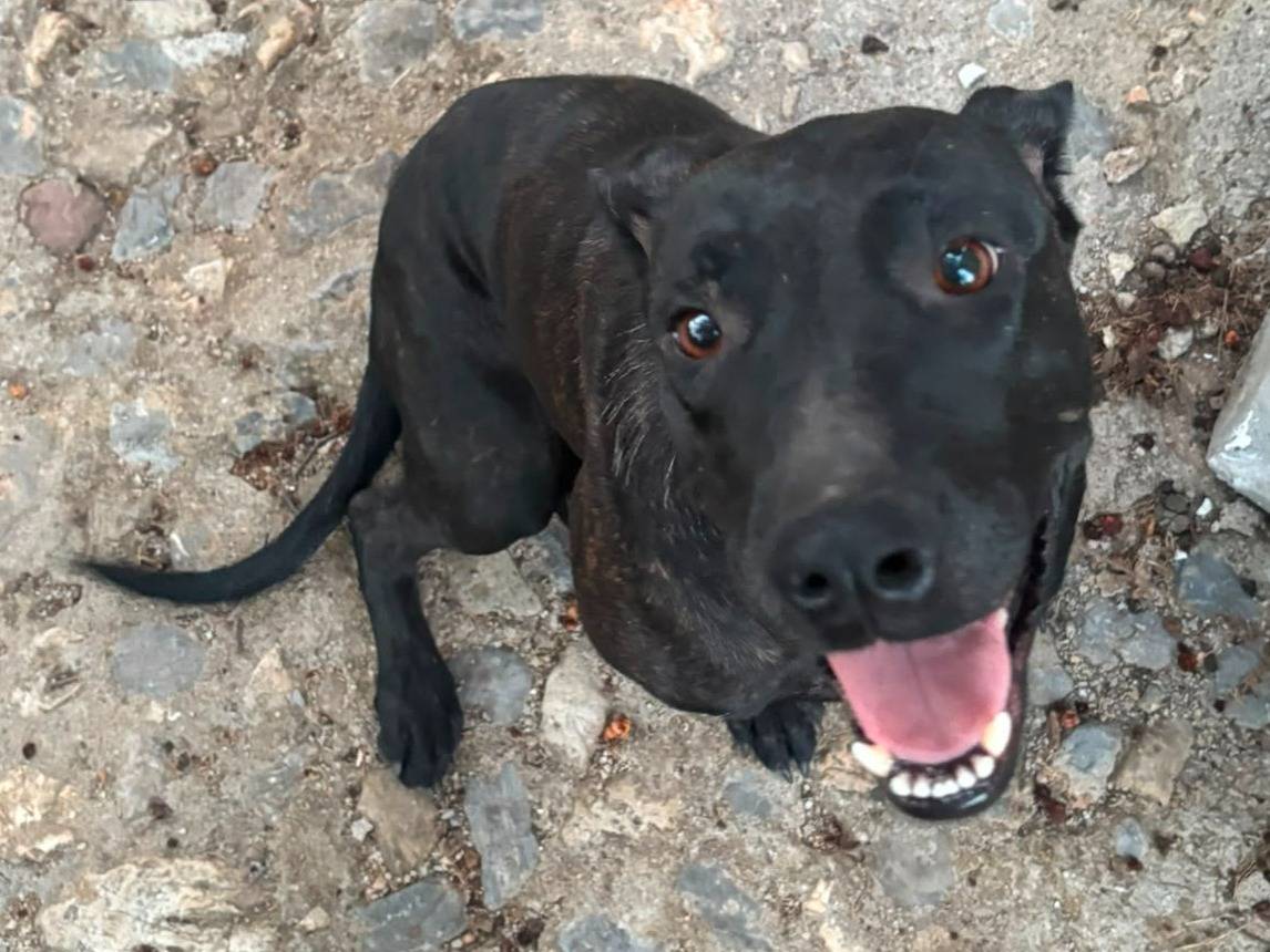 Vuoi adottare un cane a Cosenza?