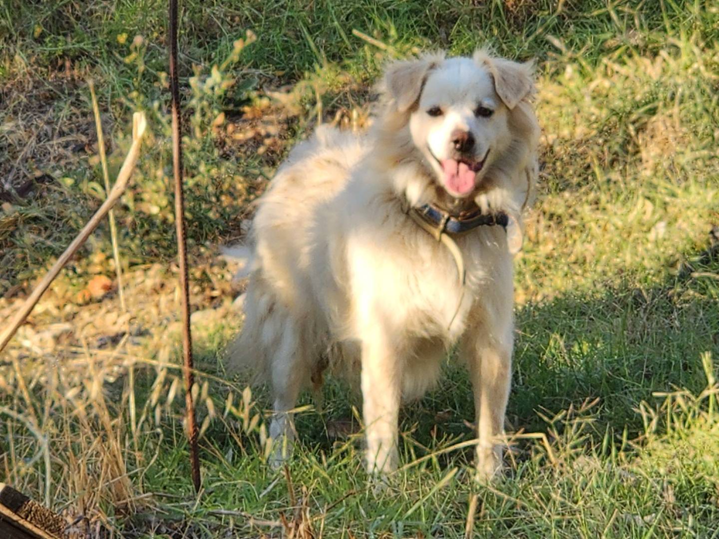 Adozione cane, maschio, Razza sconosciuta Razza sconosciuta, 6 anni e 5 mesi, taglia media contenuta, Cosenza