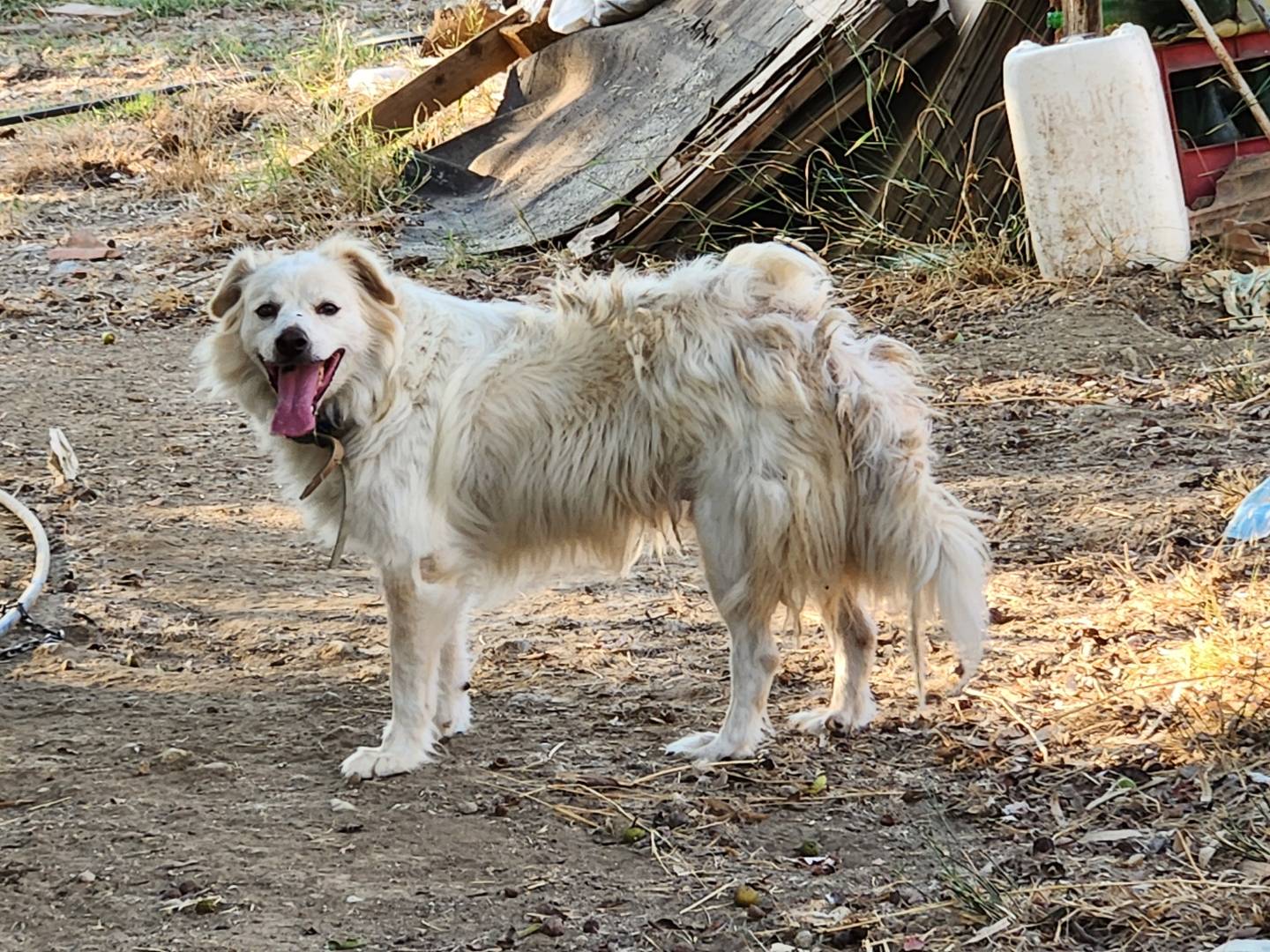 Adotta un cane, maschio, 6 anni e 5 mesi, Cosenza