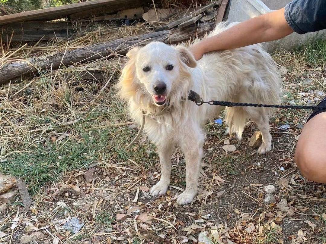 Adotta un cane, taglia media contenuta, maschio, Cosenza