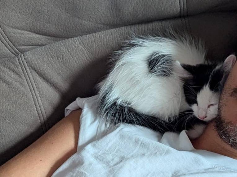 Adozione gatto, femmina, Razza sconosciuta Razza sconosciuta, 2 mesi, taglia non valida, Teramo