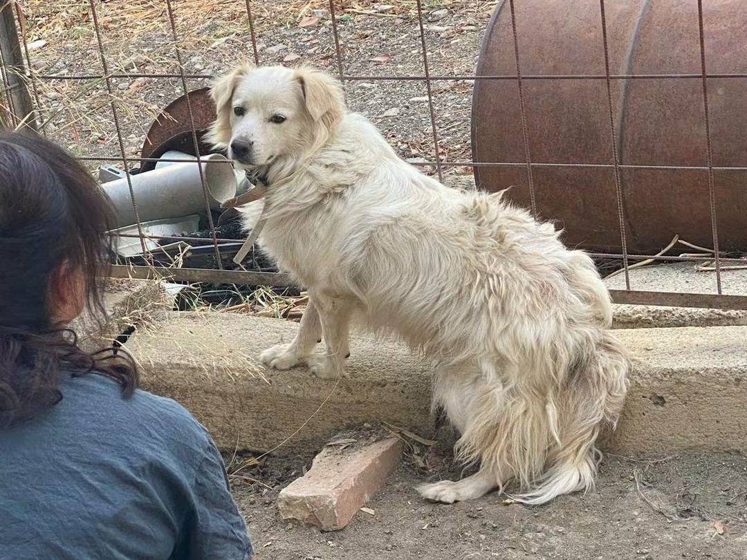 Vuoi adottare un cane a Cosenza?