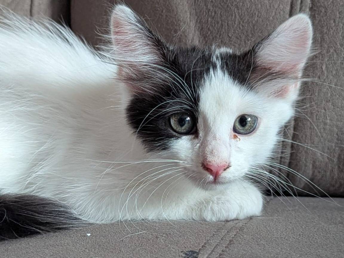 Adotta un gatto, femmina, 2 mesi, Teramo