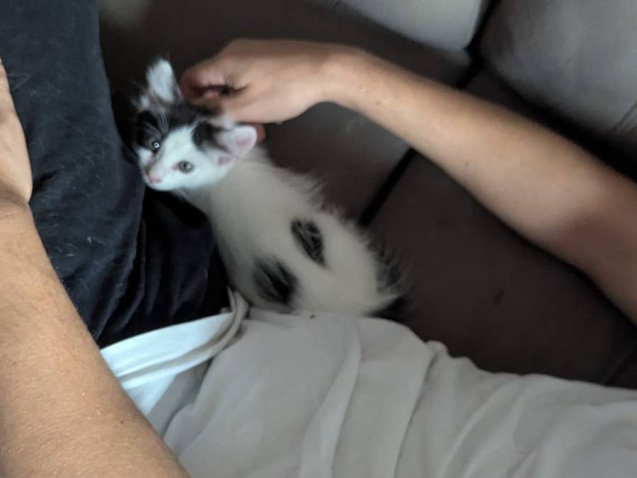Adotta un gatto, taglia non valida, femmina, Teramo