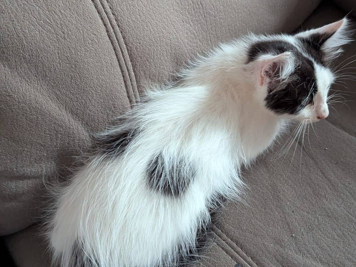 Vuoi adottare un gatto a Teramo?