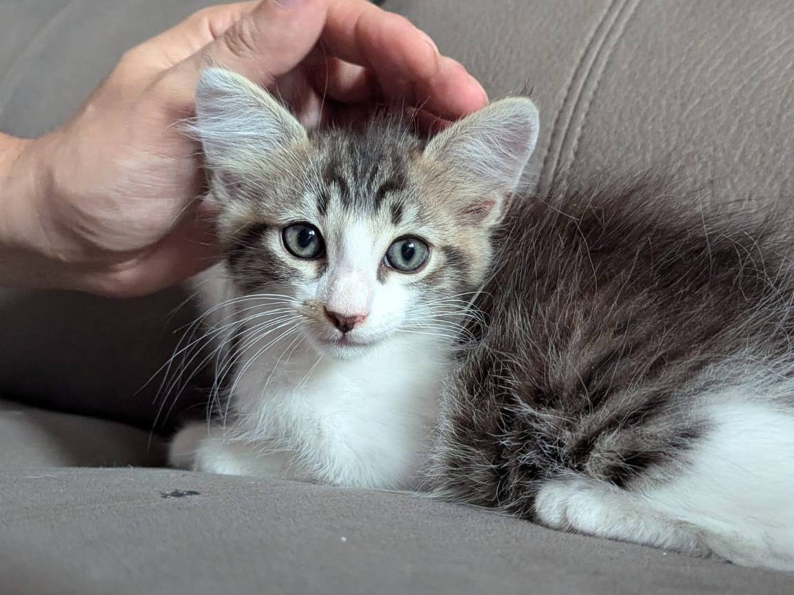 Adozione gatto, femmina, Razza sconosciuta Razza sconosciuta, 2 mesi, taglia non valida, Teramo