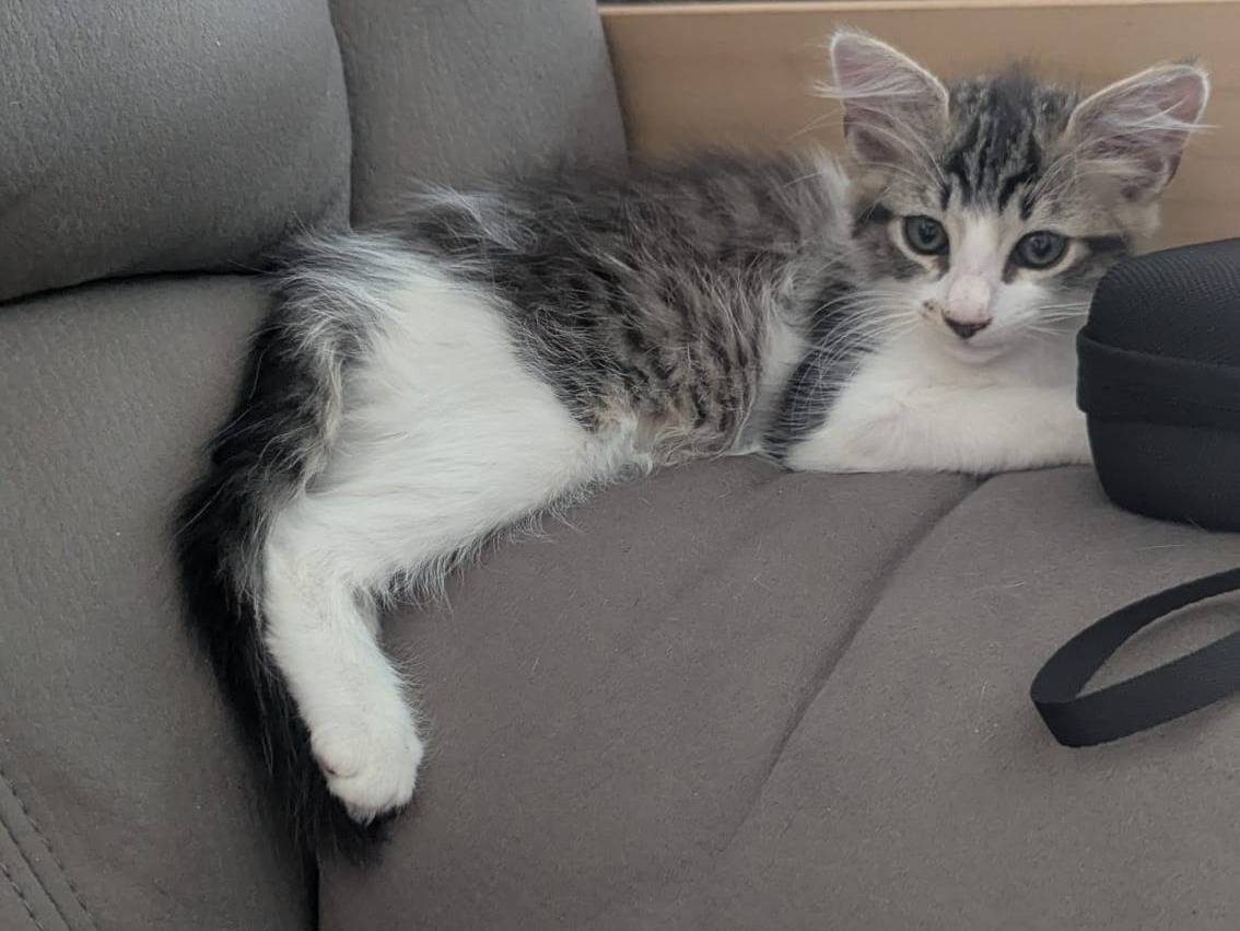 Adotta un gatto, femmina, 2 mesi, Teramo