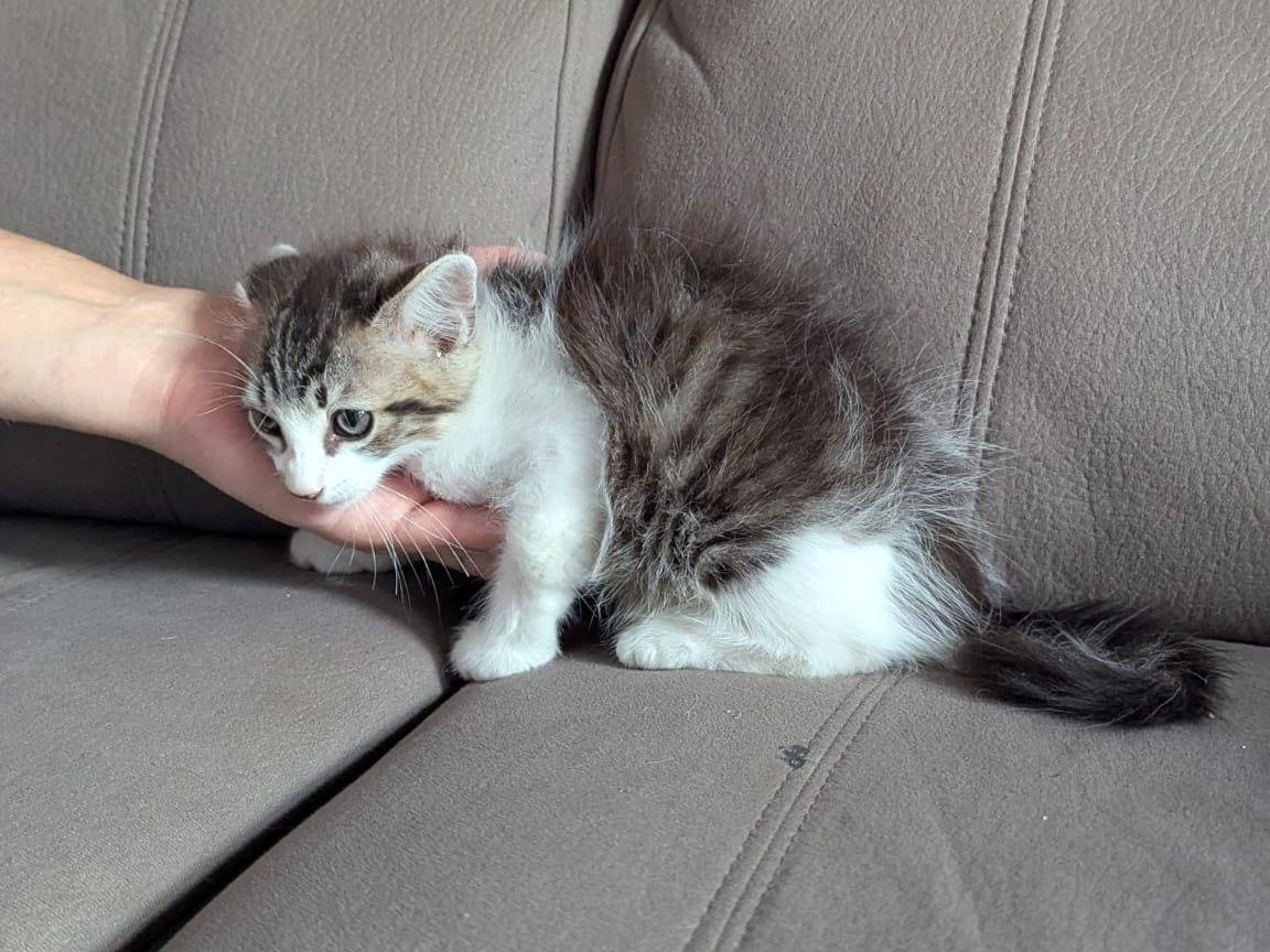 Adotta un gatto, taglia non valida, femmina, Teramo